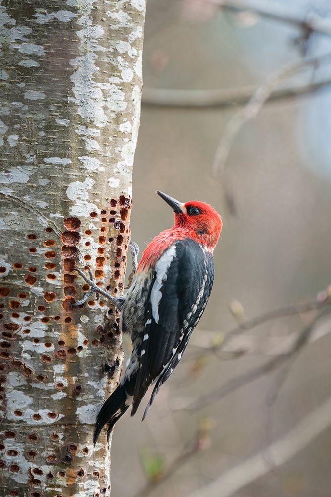 Washington State A Red-breasted Sapsucker visits one of its sap wells-in an alder tree
